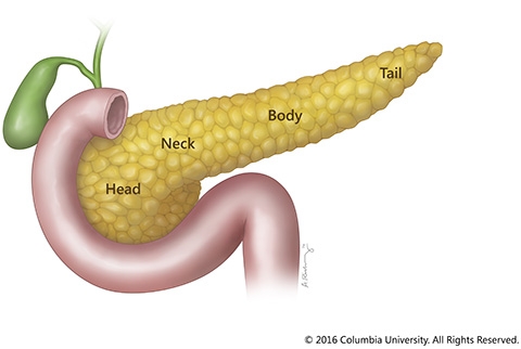 The Pancreas and Its Functions | Columbia University Department of Surgery