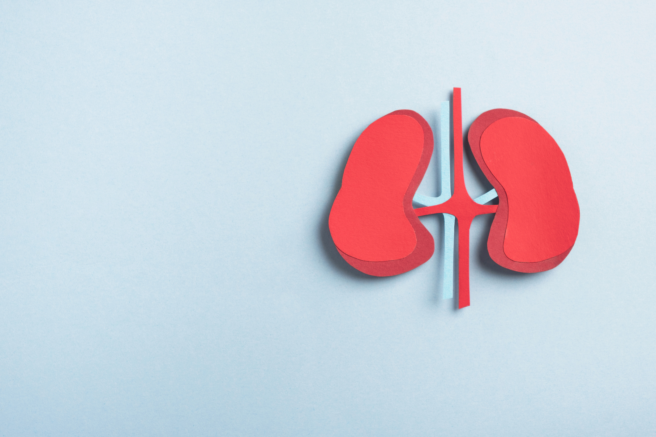 Human kidneys decorative model on pastel blue background