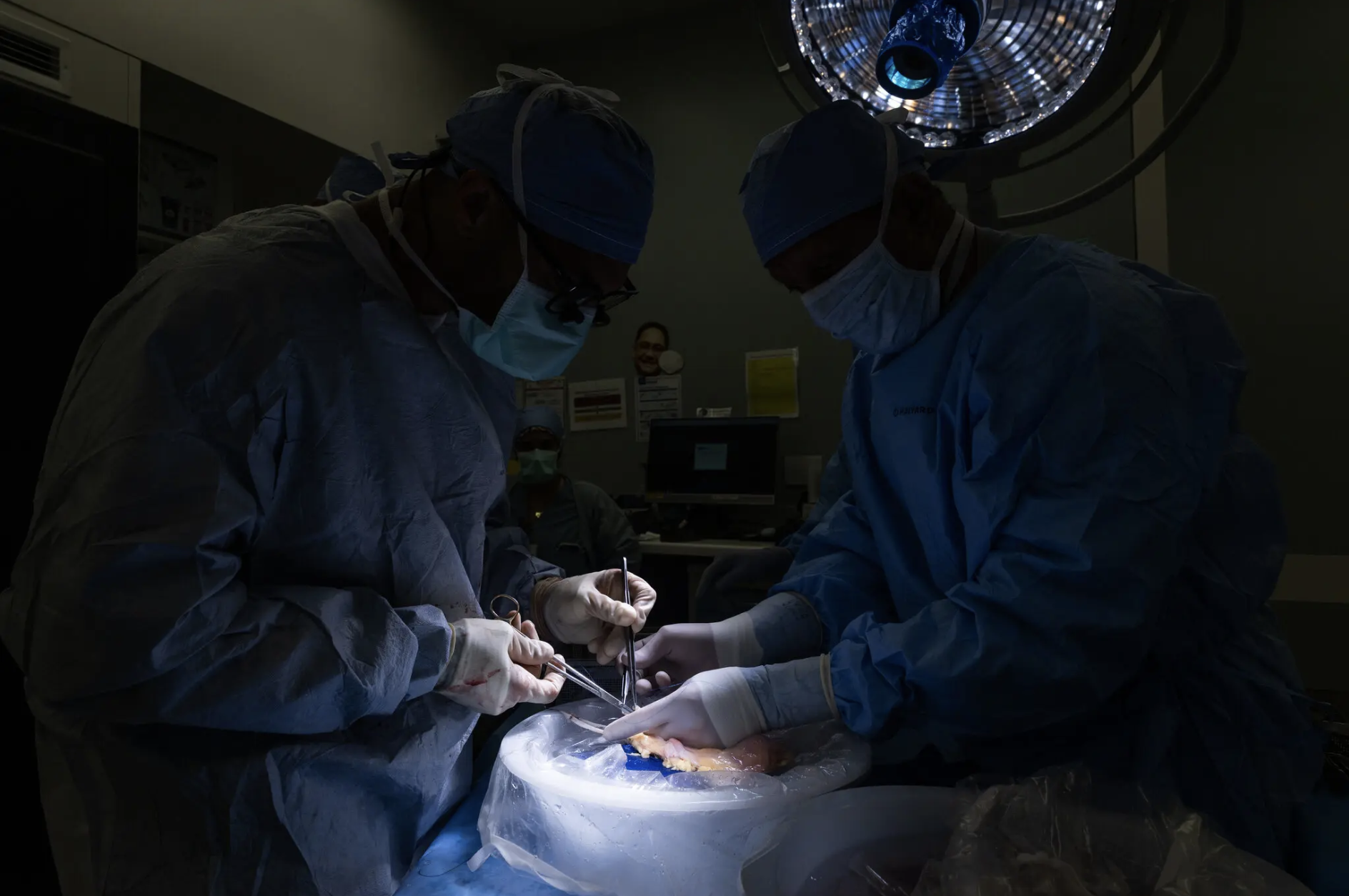 two surgeons prepare a bladder for transplant in the OR