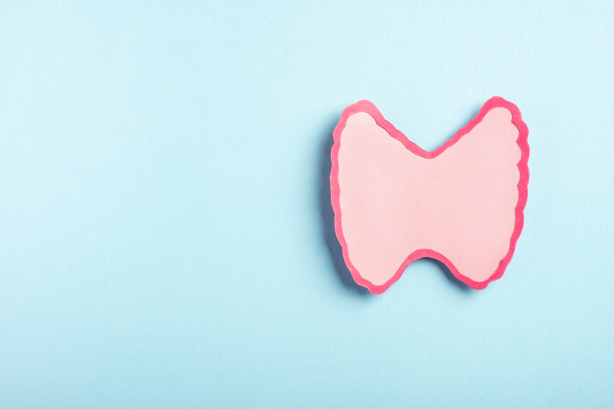 Thyroid gland decorative model on pastel blue background