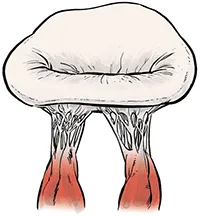 color illustration of the mitral valve
