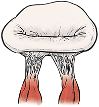 color illustration of the mitral valve