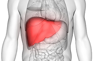 Black and white illustration of a human torso showing the internal organs with the liver highlighted in red