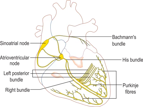 diagram of the conduction system of the heart