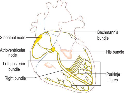 diagram of the conduction system of the heart