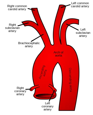A view of the aorta