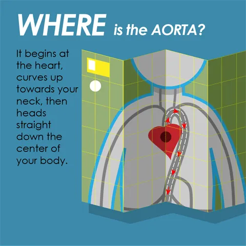 Where is the Aorta?