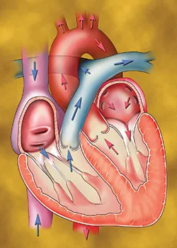 Healthy Heart