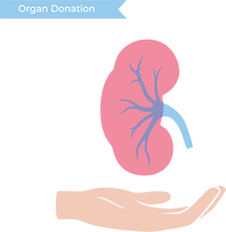 kidney transplant clipart