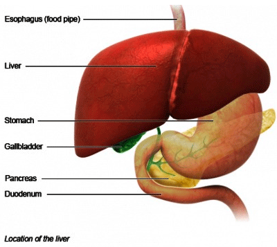 liver location