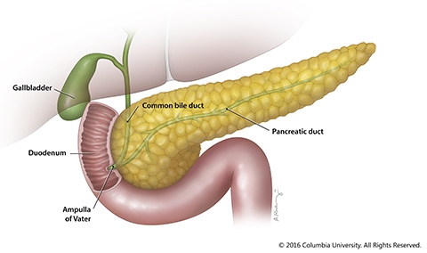 pancreas gland function