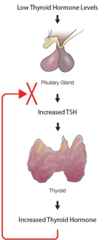 Thyroid Hormone Feedback Loop