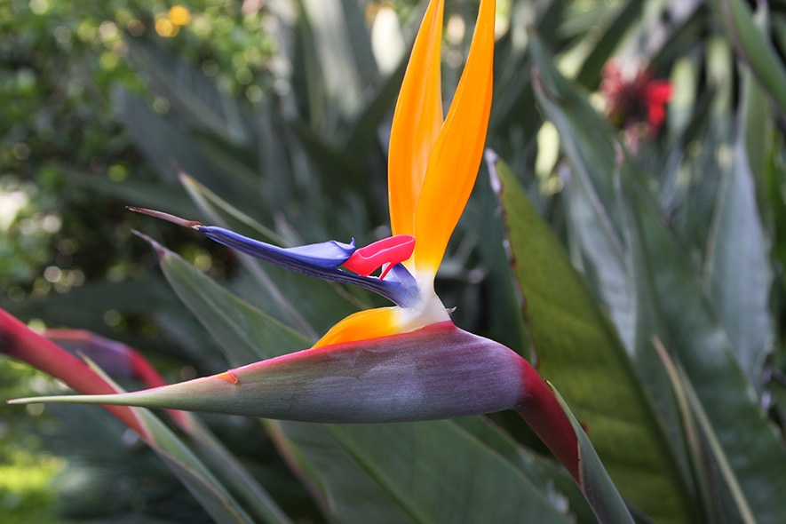  Photography: Shoe Bird Paradise