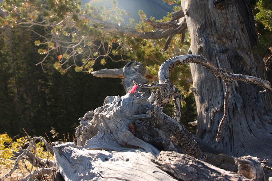  Photography: Shoe Dry Wood