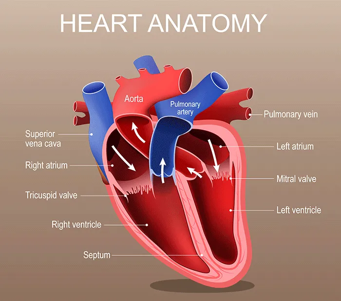 Diagram of heart