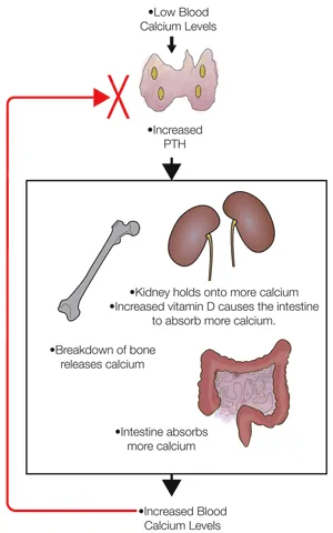 PTH-Vitamin D regulation