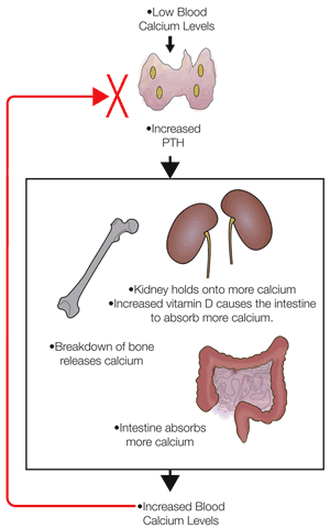 PTH-Vitamin D regulation