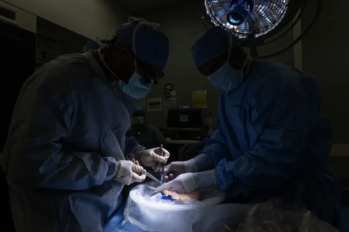 two surgeons prepare a bladder for transplant in the OR