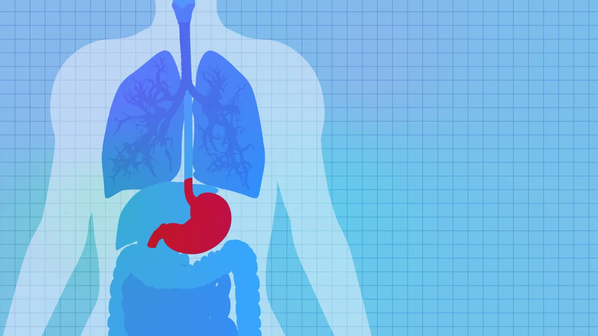 stomach higlighted on healthy anatomical model over grid background