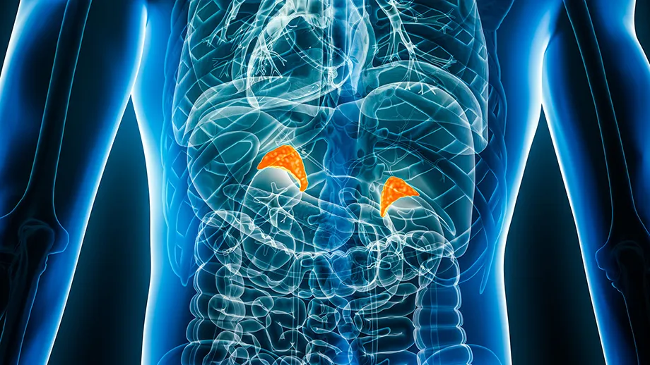 3D transparent illustration of the human torso with organs visible and the adrenal glands highlighted in red.