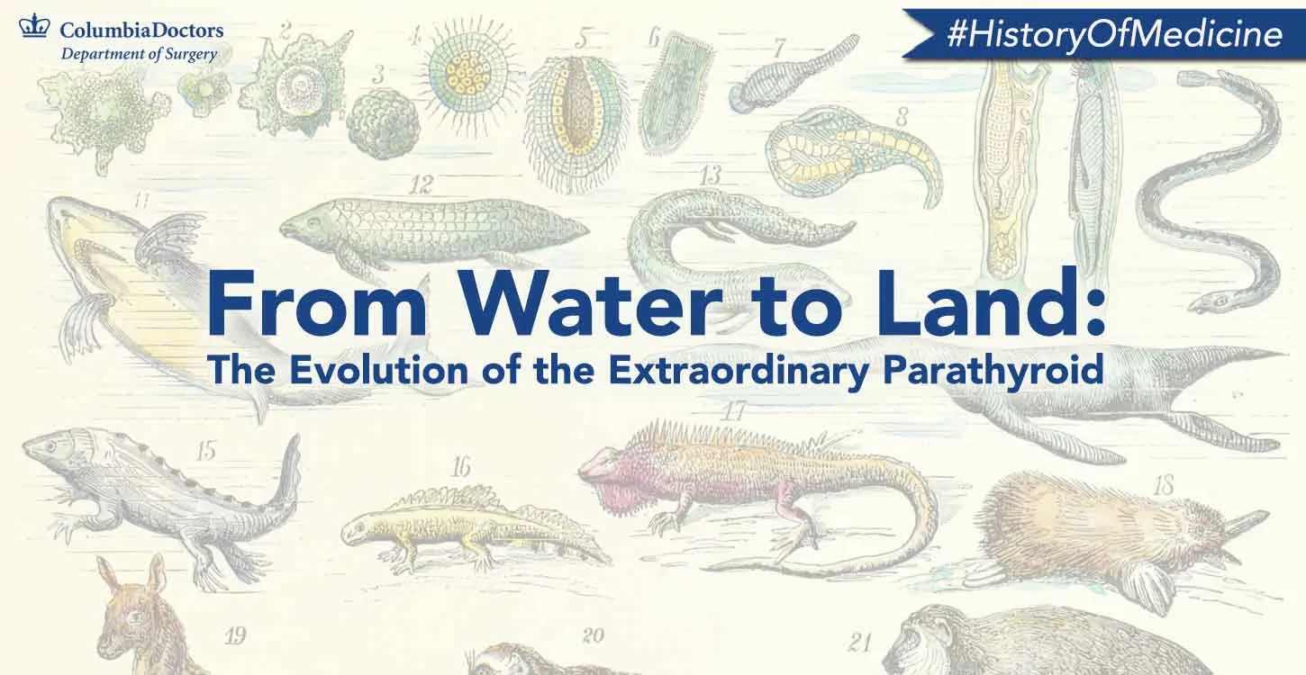 Banner: History of Medicine: The Small & Mighty Parathyroids