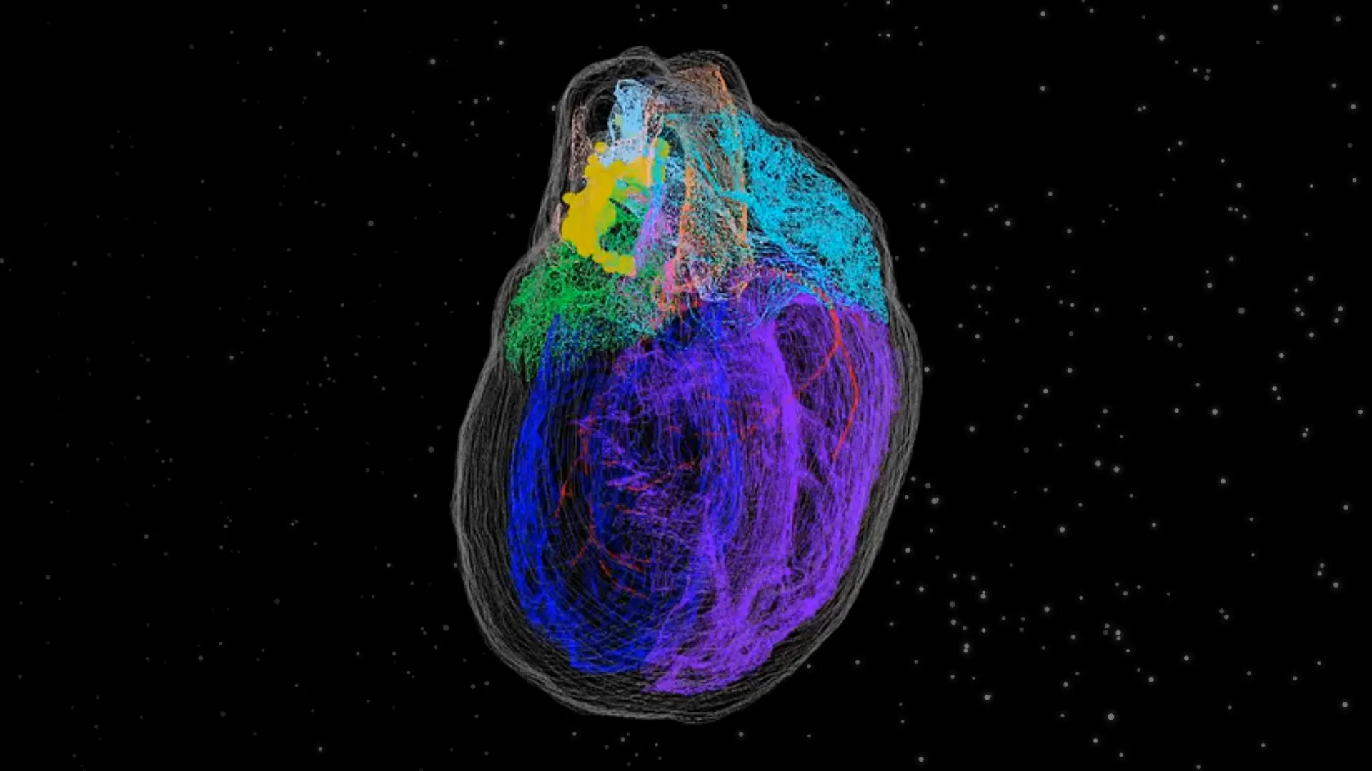 first 3d printed image of neural pathways in heart