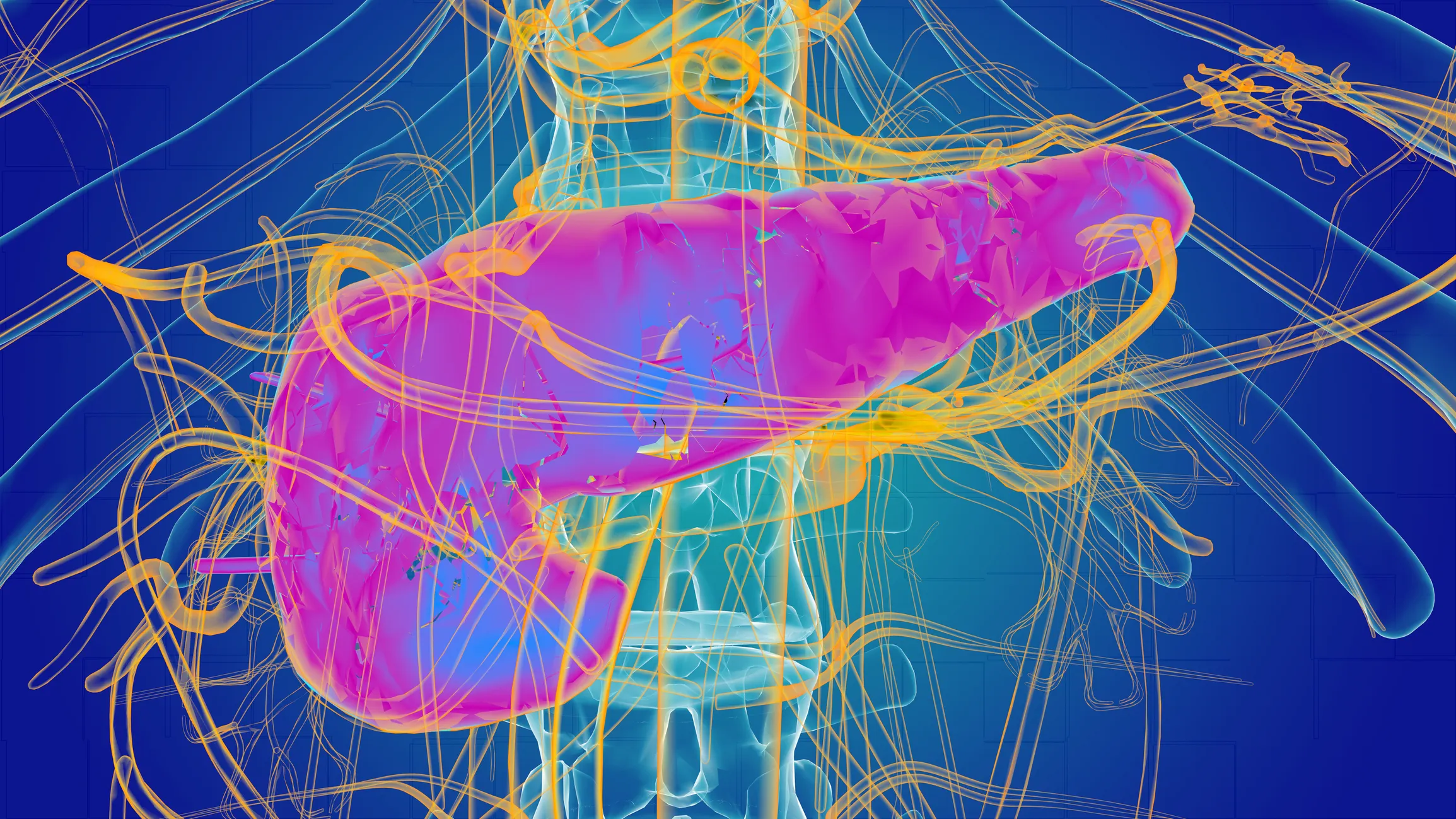  Pancreas anatomy 3d rendering