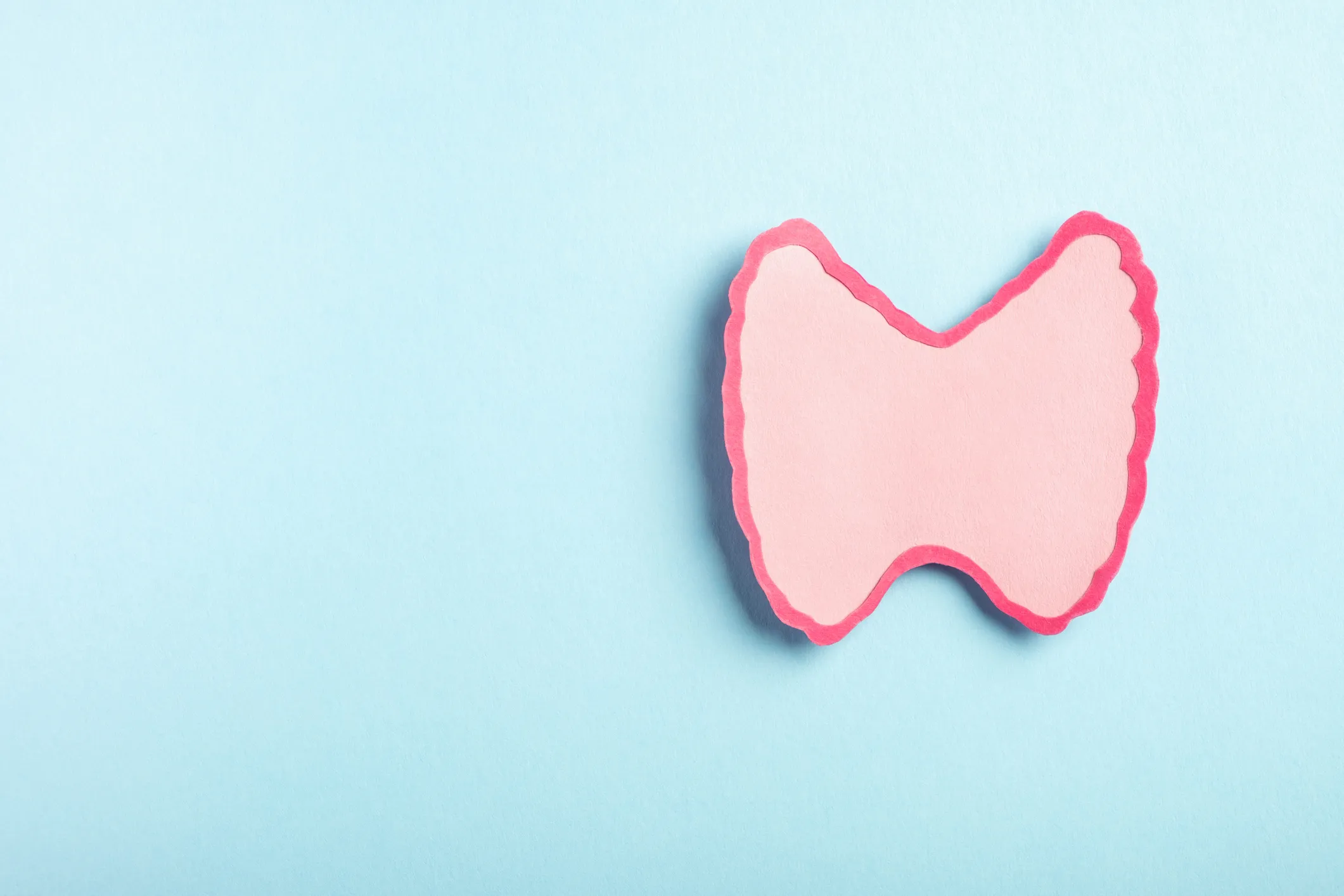 Thyroid gland decorative model on pastel blue background