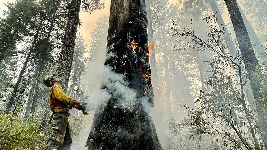 Cutting down tree during wildfore